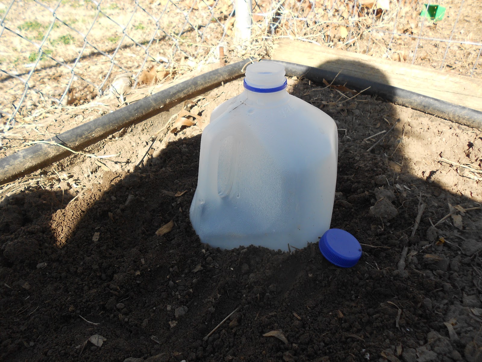 The Bakers Garden Mini Milk Jug Greenhouses