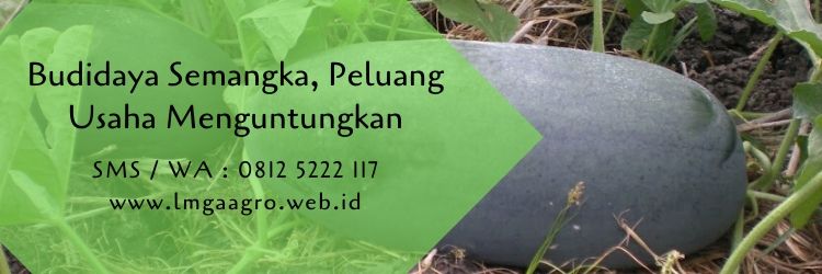 Budidaya Semangka