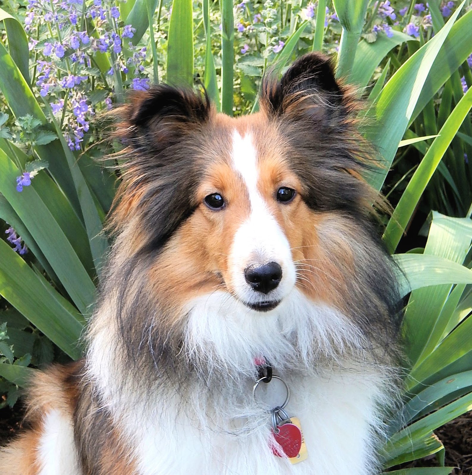 amber hill shelties