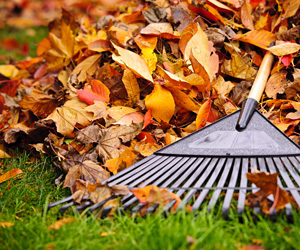rake on leaves