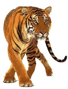 tiger images