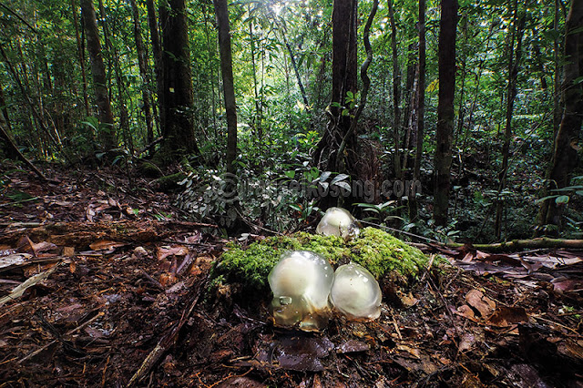 Gunung Beriun, Beriun, Kutai Timur, Karst Sangkulirang Mangkalihat, Puncak Beriun, Beriun Raya, Puncak Gunung Beriun, Karst Sangkulirang, Karst Mangkalihat, Sungai Marak, Karst Ara Raya, Karst Tutunambo, Kabupaten Berau, Sangatta, Epikarst, Perikarst, Kalimantan Timur, Subkarst, Karst, Hutan Kalimantan, Hutan Tropis, Karst Tondoyan, Puncak Gunung Beriun, Black Borneo Expedition, Eiger, Merabu, Karst Merabu, Karst, Pindi Setiawan, Mamay S Salim, Djukardi Adriana, Kang Bongkeng, Kang Mamay, Iwan Irawan, Kwecheng, iwan Kwecheng, Yunaidi Joepoet, Galih Donikara, Dayak Basap