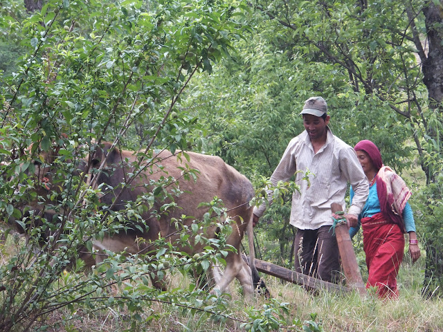 вспашка быками террас в Индии
