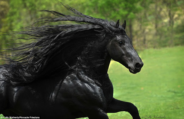 Μέγας Φρειδερίκος: Το πιο όμορφο άλογο στον κόσμο (βίντεο)
