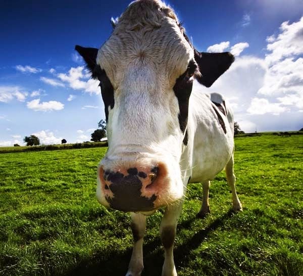 Here Are 24 Awesome Things You Didn't Know About Animals. #11 Just Made My Week. - Cows produce more milk when listening to soothing music