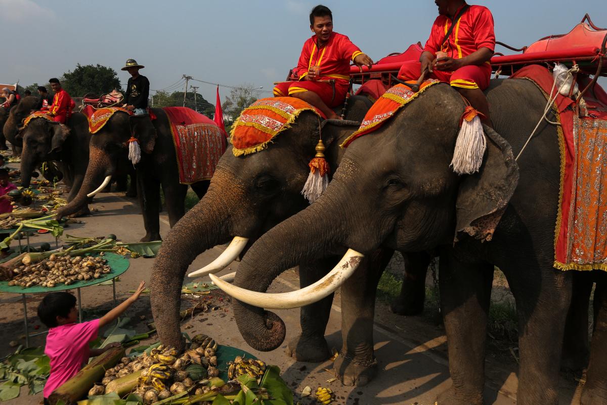 Таиланд и слон