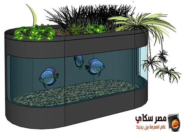 تعرف على فوائد النباتات المائية وأهم أنواعها  بحوض الأسماك