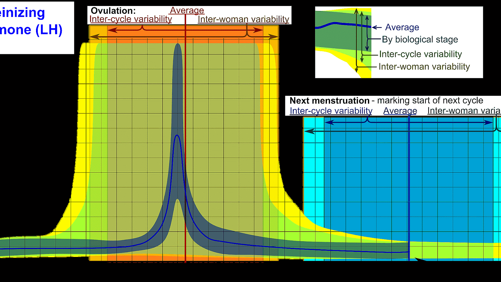 Luteinizing Hormone Levels In Menopause Menopause Choices