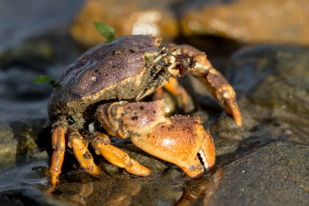 Unique Crab Behavioral Adaptations for Survival Canned Crab Meats