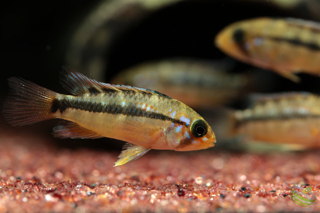 Apistogramma ortegai(pebas x papagei)