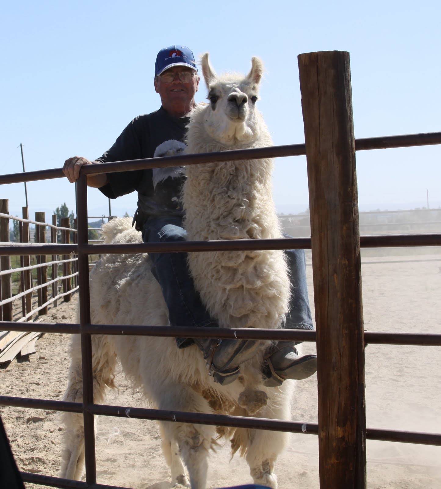 Knotty Pine Ranch Flying Llamas
