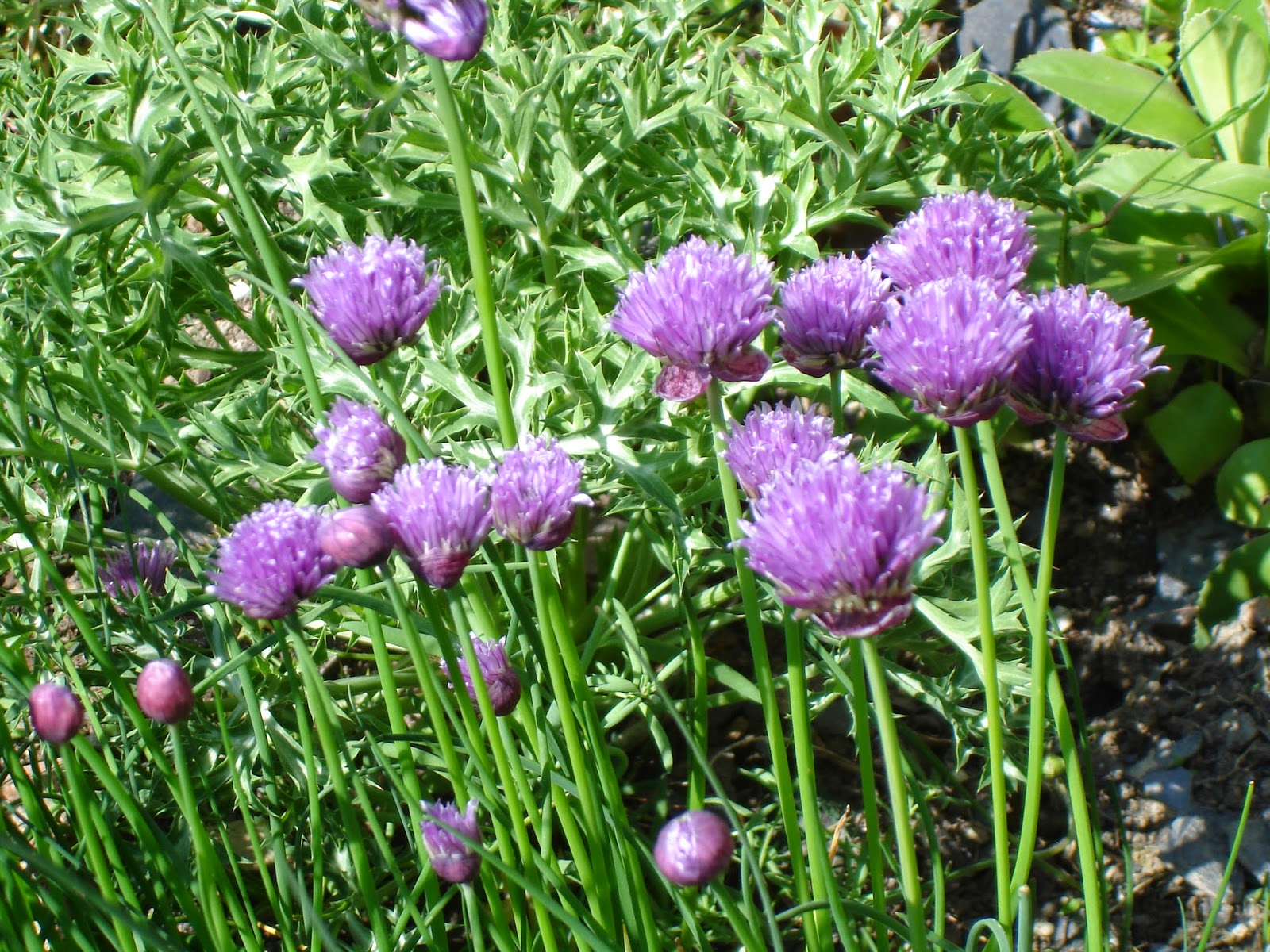 Bickenbach Blumen August 2014