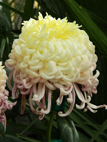 Pale yellow incurve mum at the Allan Gardens Conservatory 2015 Chrysanthemum Show by garden muses-not another Toronto gardening blog