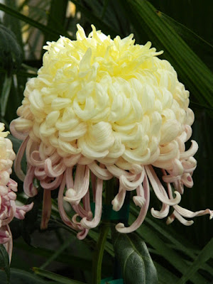 Pale yellow incurve mum at the Allan Gardens Conservatory 2015 Chrysanthemum Show by garden muses-not another Toronto gardening blog Pale yellow incurve mum at the Allan Gardens Conservatory 2015 Chrysanthemum Show by garden muses-not another Toronto gardening blog