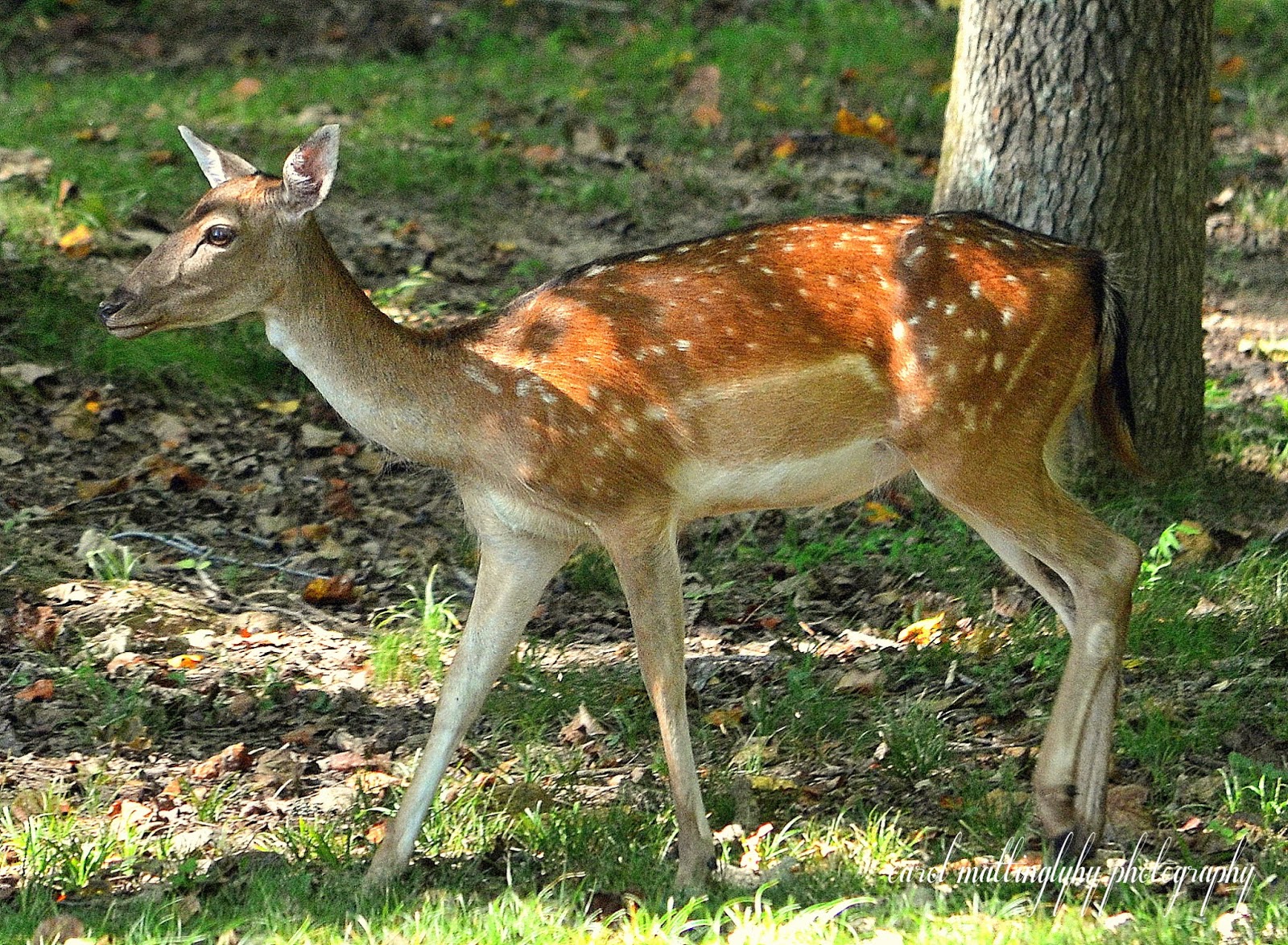 Carol Mattingly Photography Fallow Deer, Land Between the Lakes