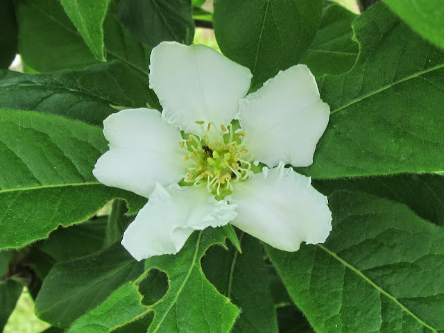 Fiore Nespolo Comune