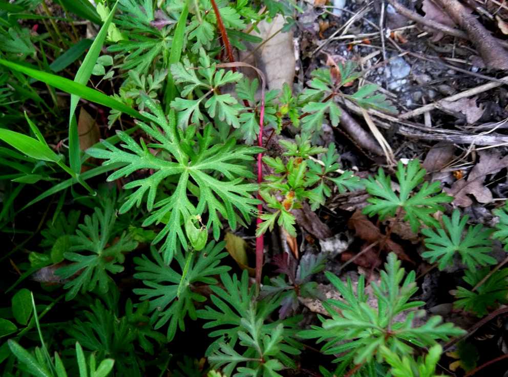 r o b i n 's y a r d: Geranium dissectum