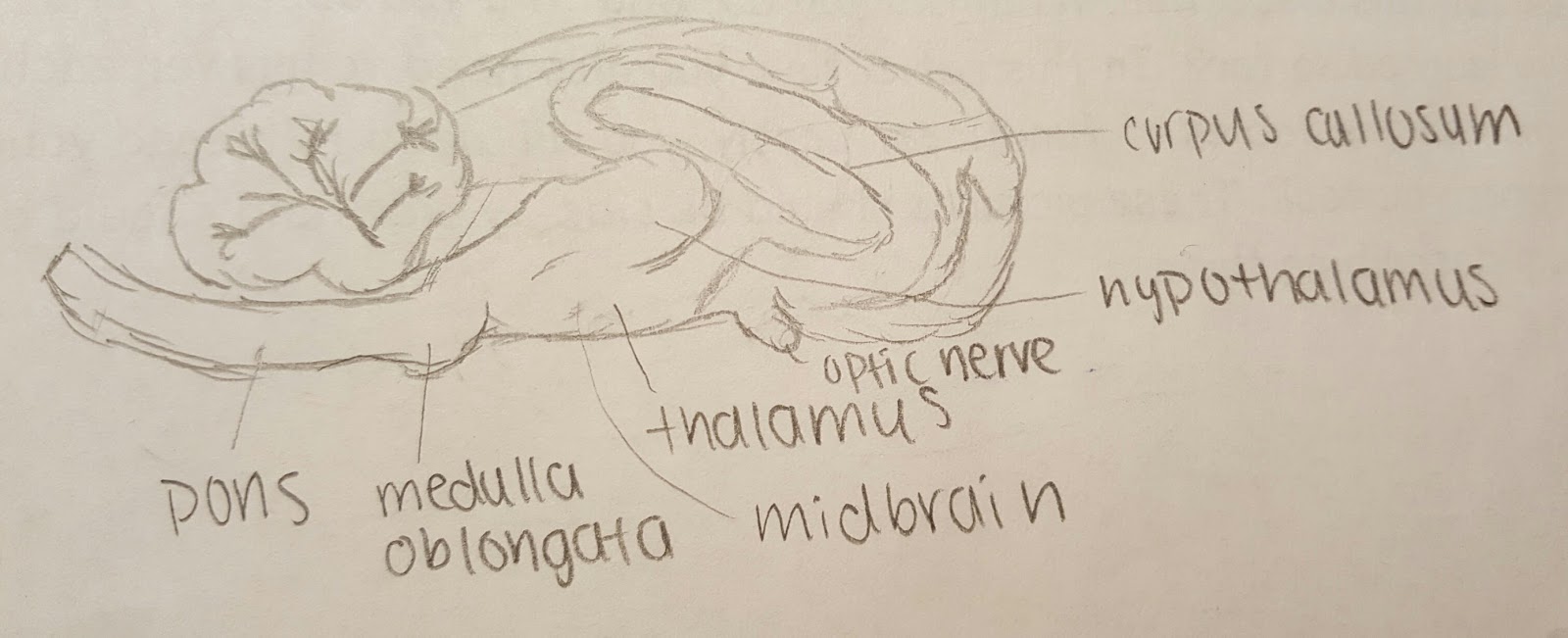 Exploration of Anatomy & Physiology Sheep Brain Dissection