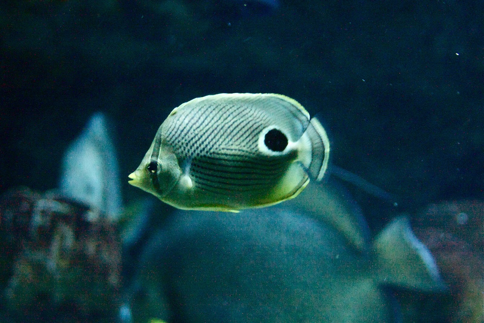 Рыбы карибского моря Рыбы карибского моря