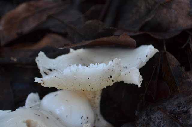 white mushroom