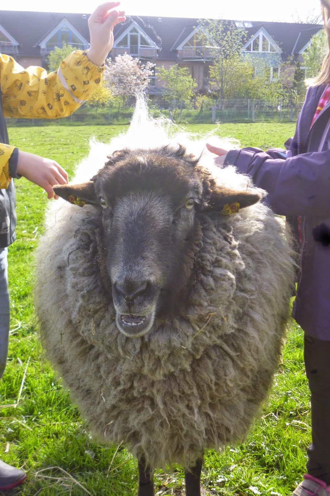 Shaun, das Schaf