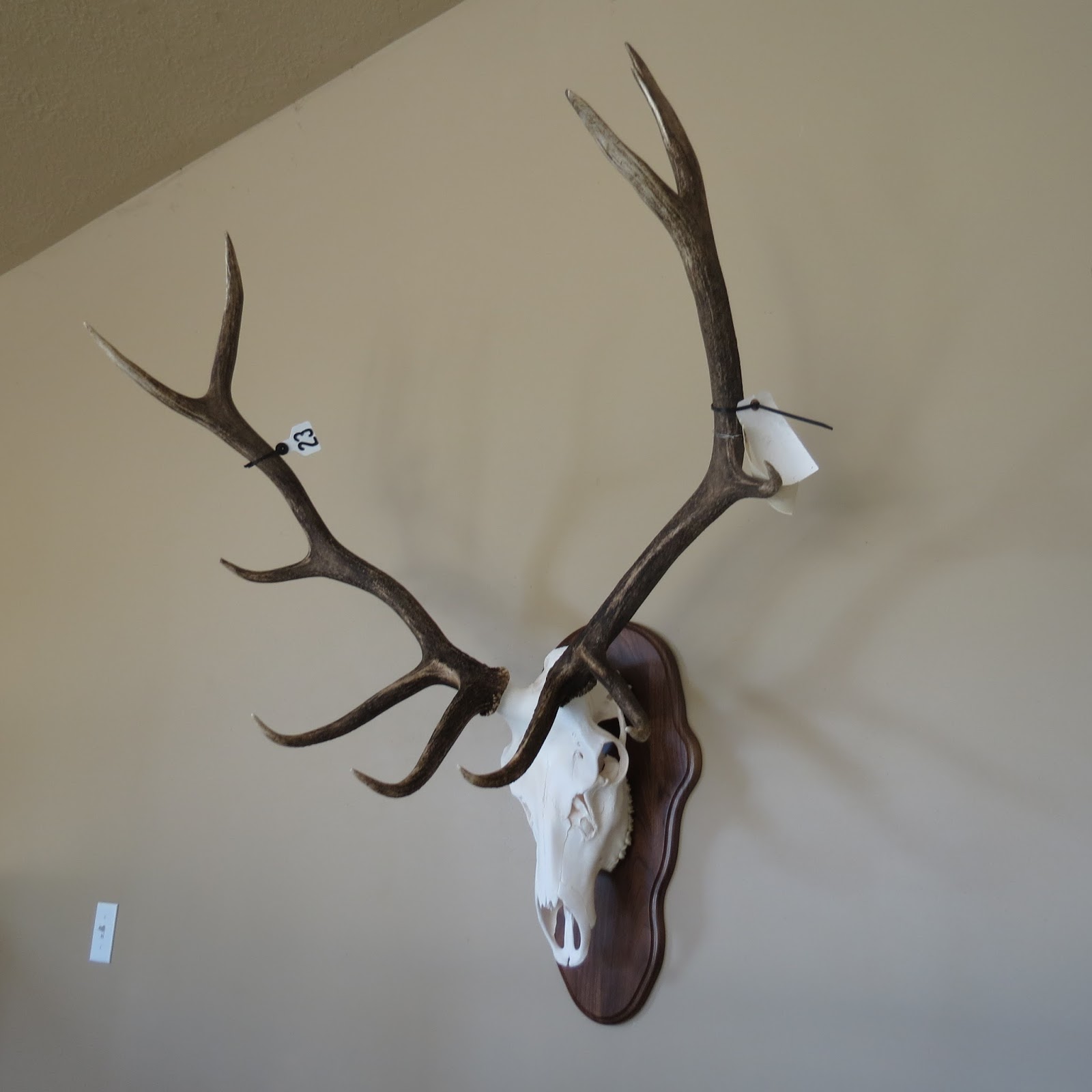 Marsh Taxidermy Elk Skulls