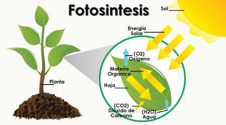 fotosíntesis y sus componentes