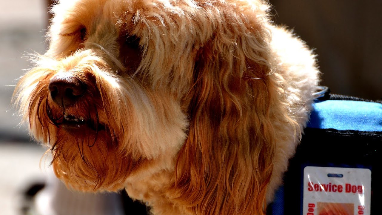 How To Get My Dog Service Dog Certified Dog Choices