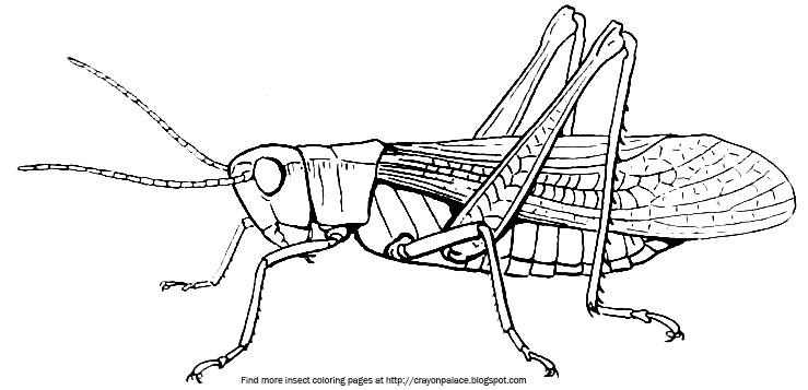 Grasshopper Coloring Page | Crayon Palace