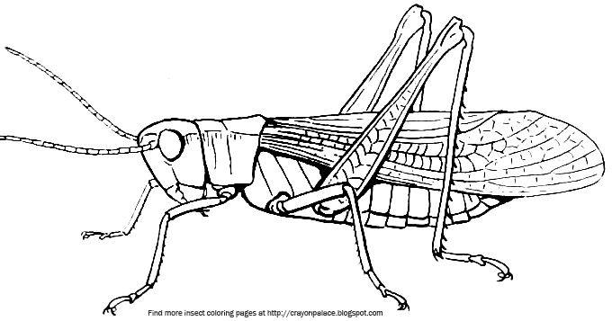 Crayon Palace: Grasshopper Coloring Page