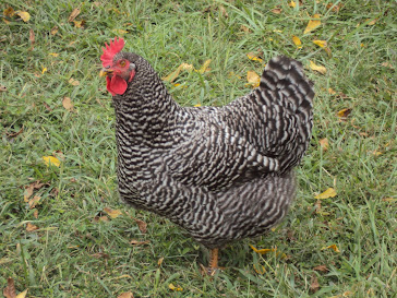 Barred Plymouth Rock