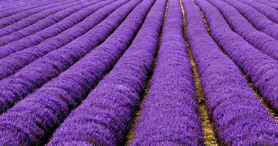 Noons Info Lavender Plant اسطو خودوس