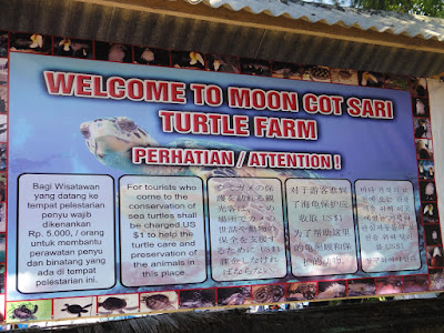 Turtle Farm at Tanjong Benoa Island Bali Indonesia
