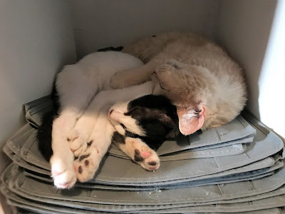 Aren't they too sweet?