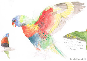 Matteo Grilli Wildlife Art: Garden Visitors - the Rainbow Lorikeets