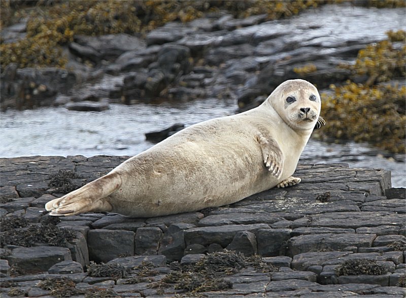 Murfs Wildlife : Common Seal