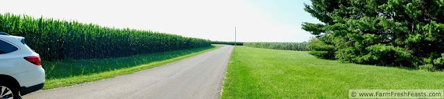 Smothered Pork Chops http://www.farmfreshfeasts.com/2017/07/smothered-pork-chops.html view of the country lane with cornfields on either side of the road