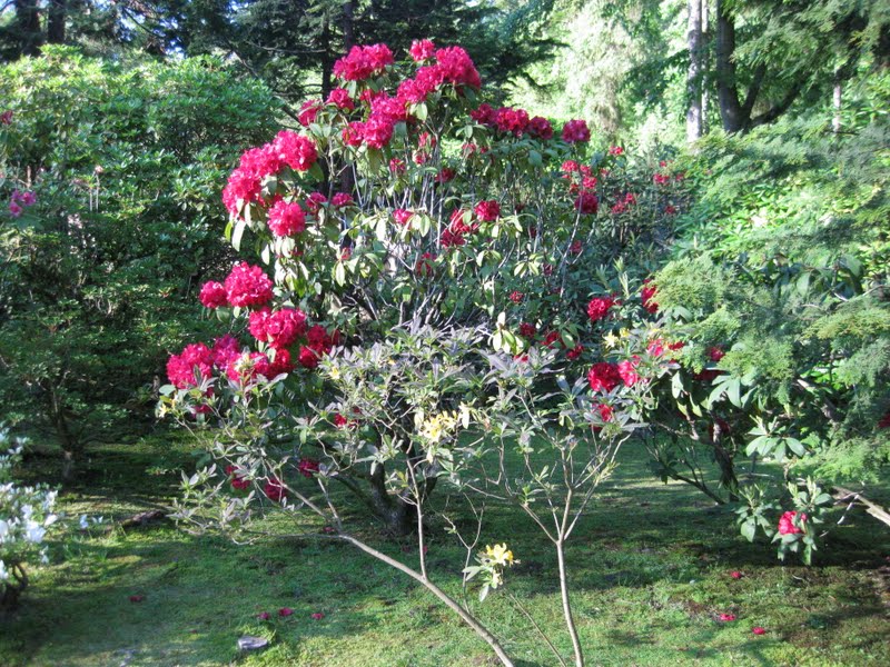 SJG bloom 2011: May, p. 3: More Rhododendrons & Azaleas
