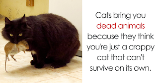 10+ Amazing Cat Facts That You Probably Didn’t Know