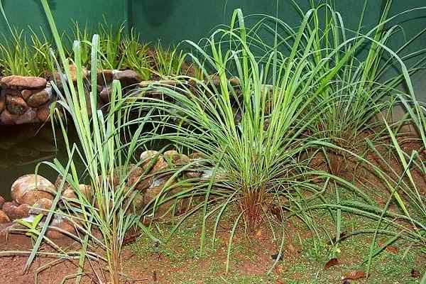 Mosquito Repellent Plant Citronella Grass