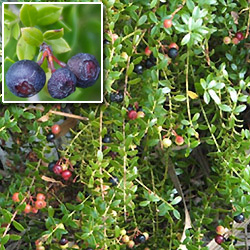 How Long To Blueberry Plants Mature 111