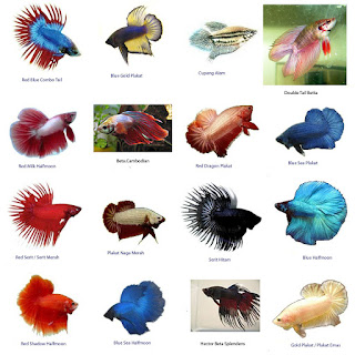 Klasifikasi dan Morfologi Ikan Cupang (Betta splendens)