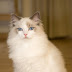 Everything about your Ragdoll Cat