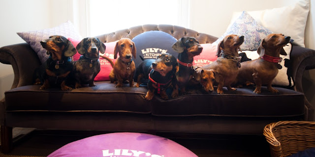 Sausage Dog Hotel St Albans Hertfordshire Sausage Dog Hotel St Albans Hertfordshire