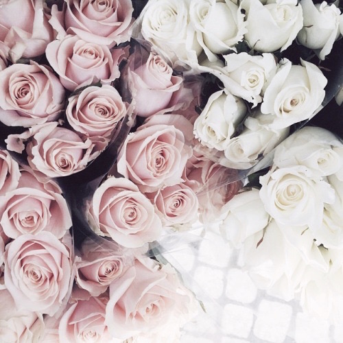 pink and white roses 