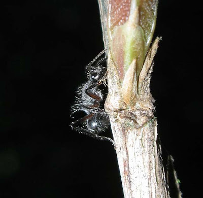 Worker of Polyrhachis furcata