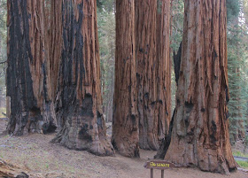 The Senate Giant Sequoia Trees