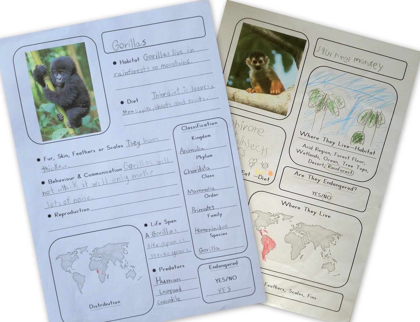 Our Animal Kingdom Notebooks With Printable Materials