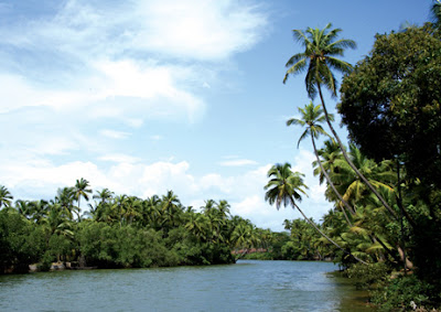 Coconut trees by the riverside of Mangalore india