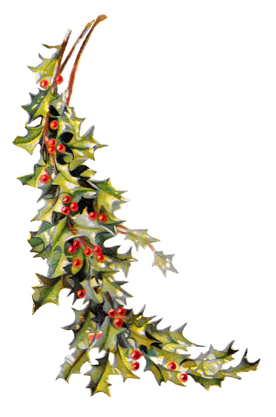 Antique Images Free Christmas Holly Image Holiday Clip Art Botanical Artwork